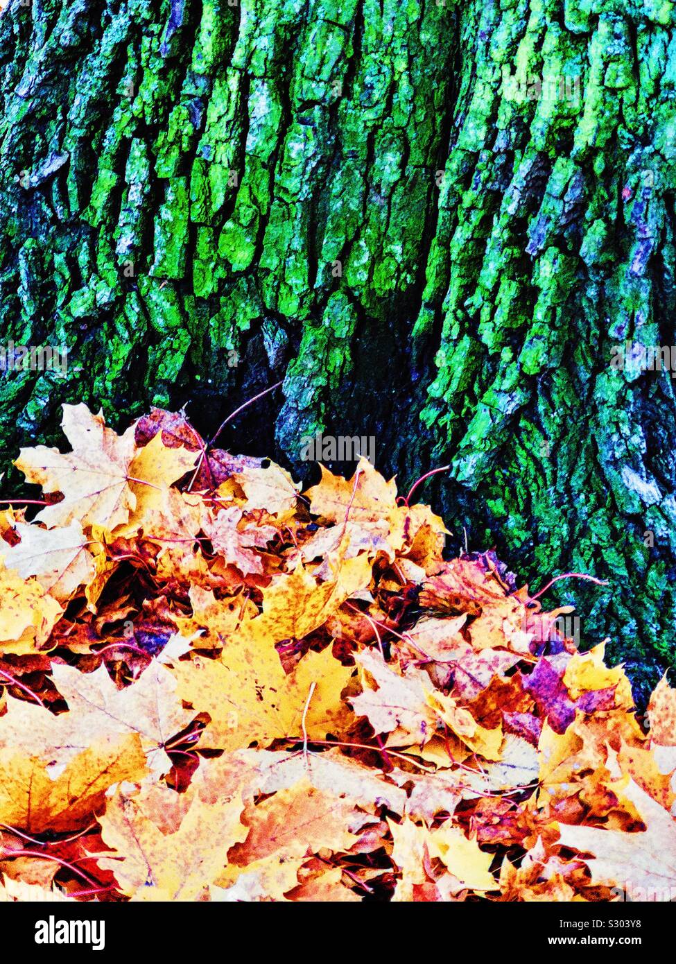 Autumn leaves piled up next to tree trunk - Smartphone Captured Stock Image
