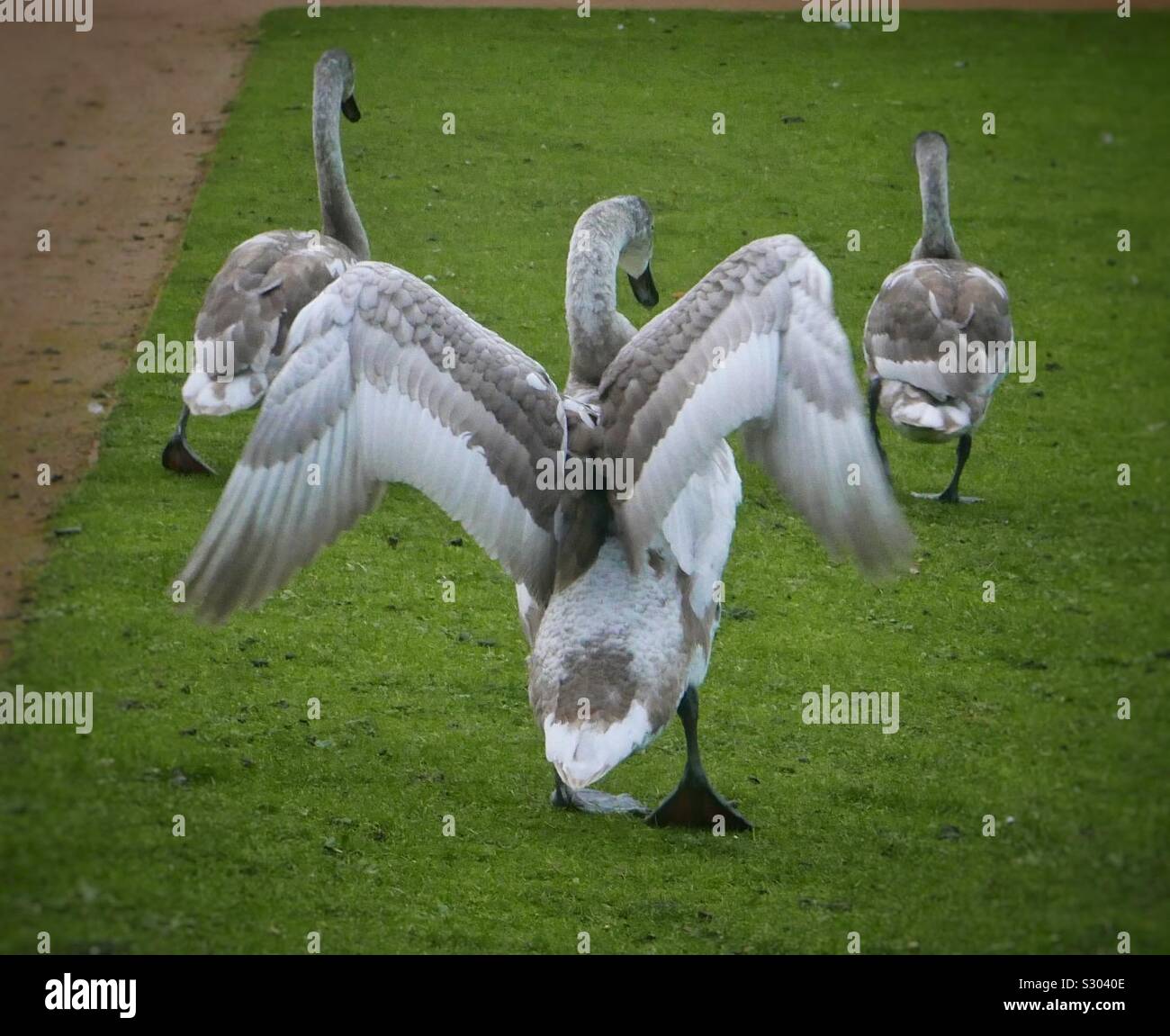 Three cygnets, one stretching its wings. Stock Photo