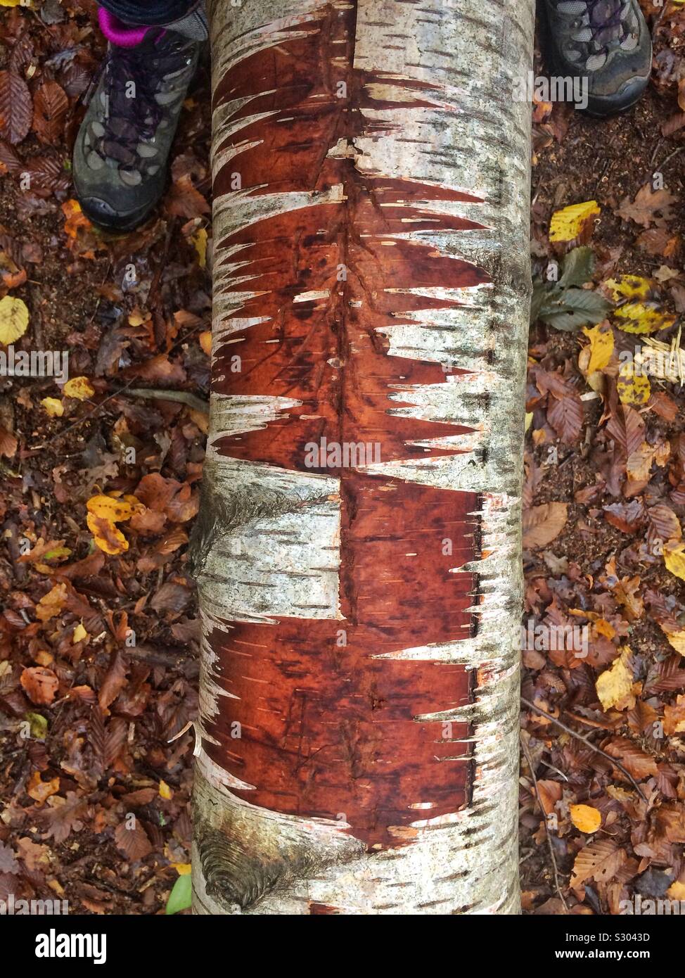 The fallen trunk of a silver birch on an autumn forest floor showing beautiful textures, with a woman’s feet in hiking boots on either side - Smartphone Captured Stock Image