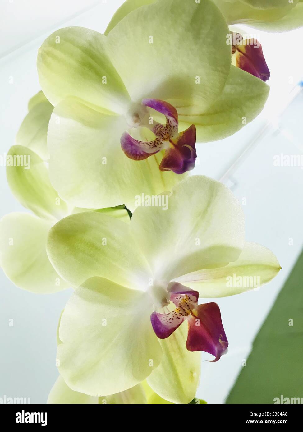 Lime green orchid with Red Lip Stock Photo Alamy
