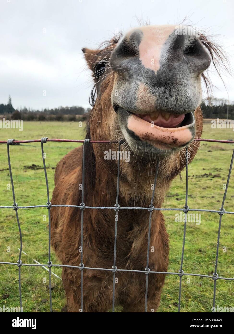 A horse making a funny face. Stock Photo