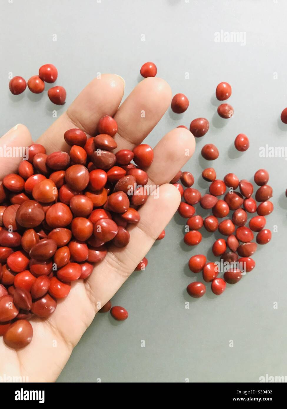 Circassian seeds aka Manjadi kuru in my hands- hand holding seeds- Adenanthera pavonina aka red bead tree, saga Stock Photo