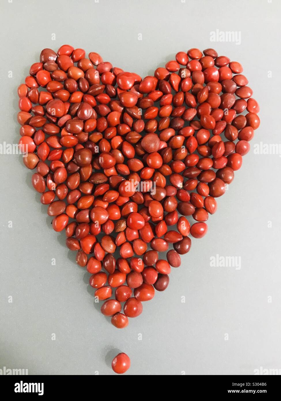 Lucky red seeds in Heart shape-Adenanthera pavonina aka red bead tree, saga Stock Photo