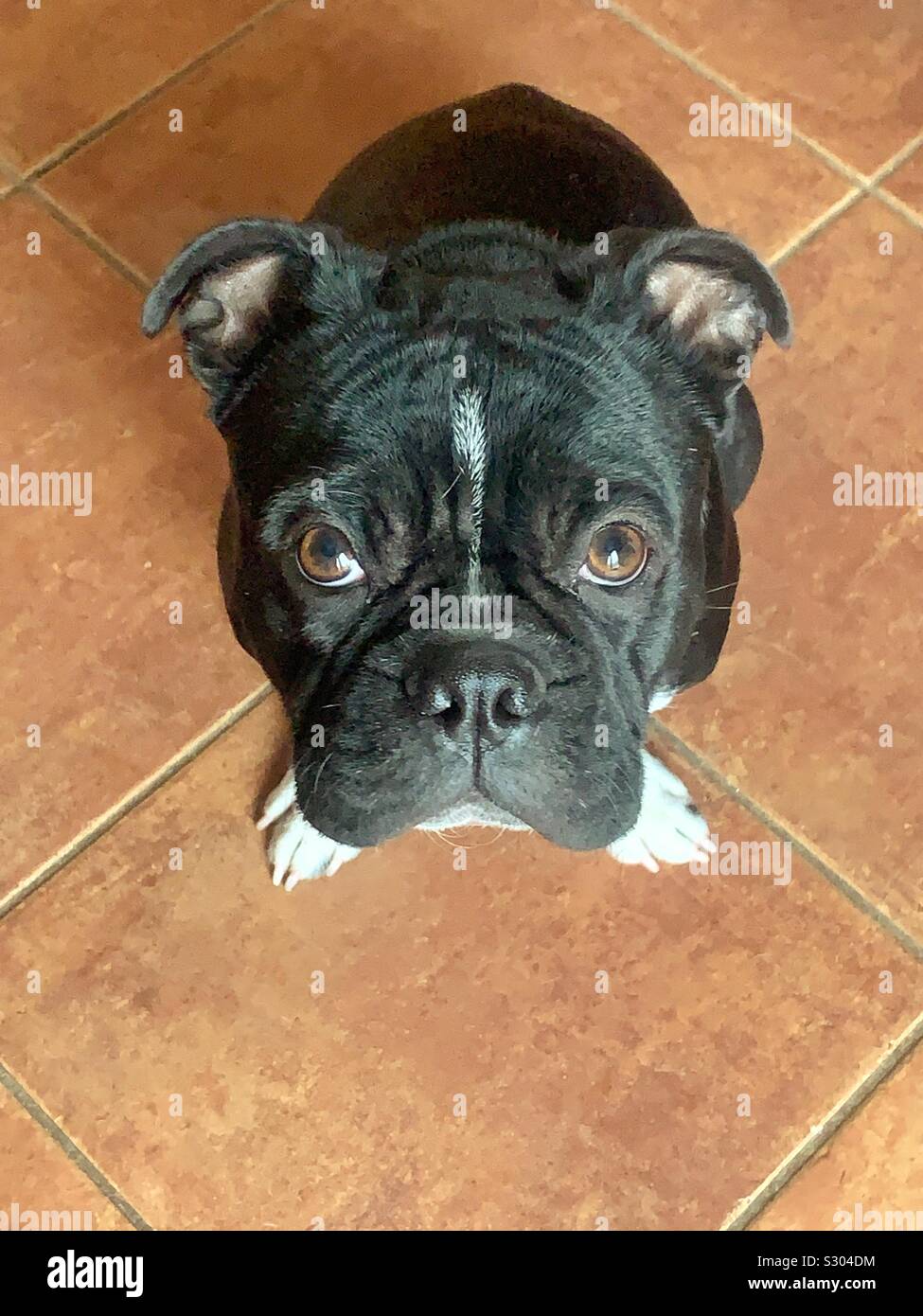 Super cute and composed black French Bulldog dog looking up at the camera - Smartphone Captured Stock Image