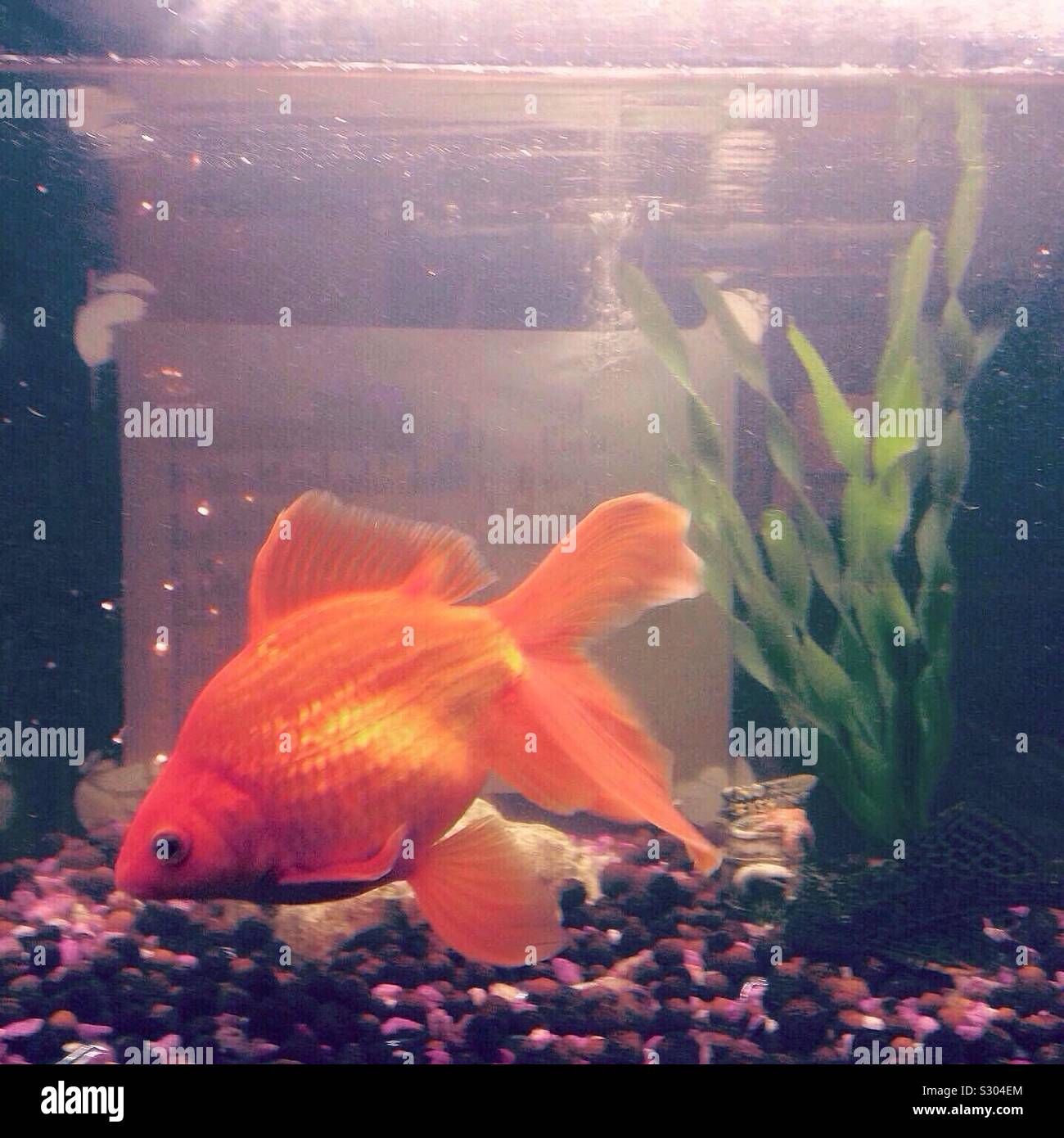 Giant goldfish in fish bowl Stock Photo - Alamy