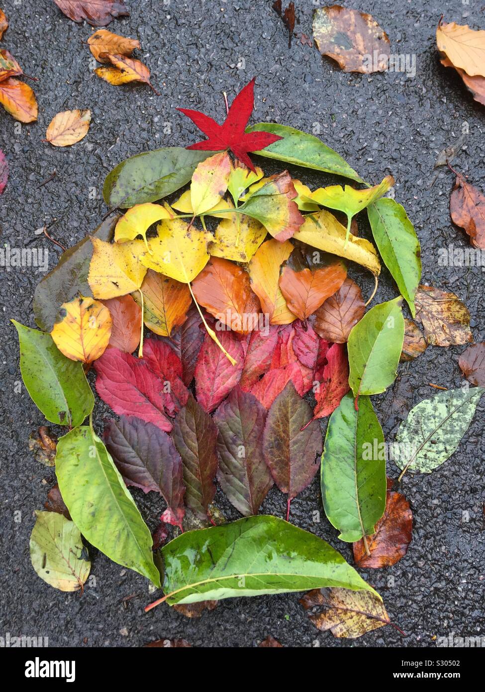 Leaf montage in the park on the sidewalk - Smartphone Captured Stock Image