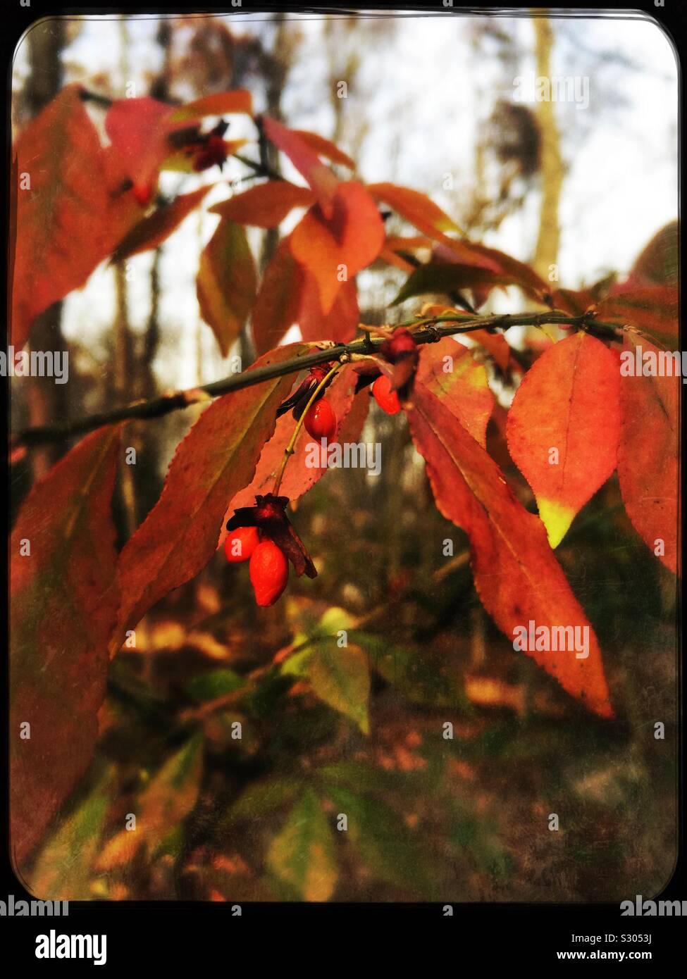 Autumn plant with red berries Stock Photo