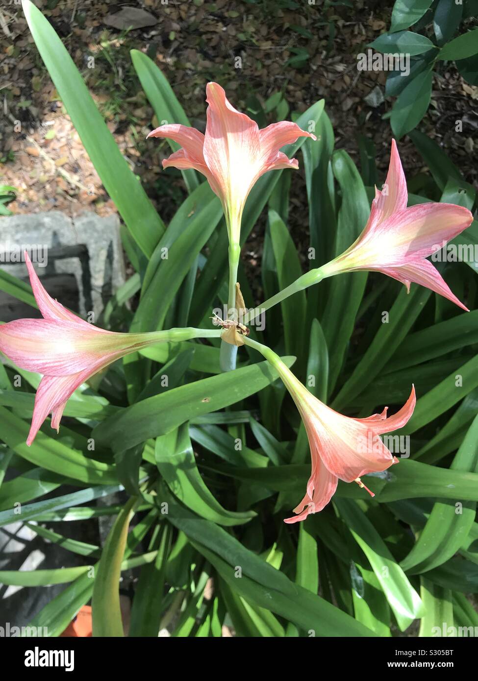Easter Lily bloomed in my neighbourhood-Hippeastrum hybrid aka striped leaved Amaryllis Stock Photo