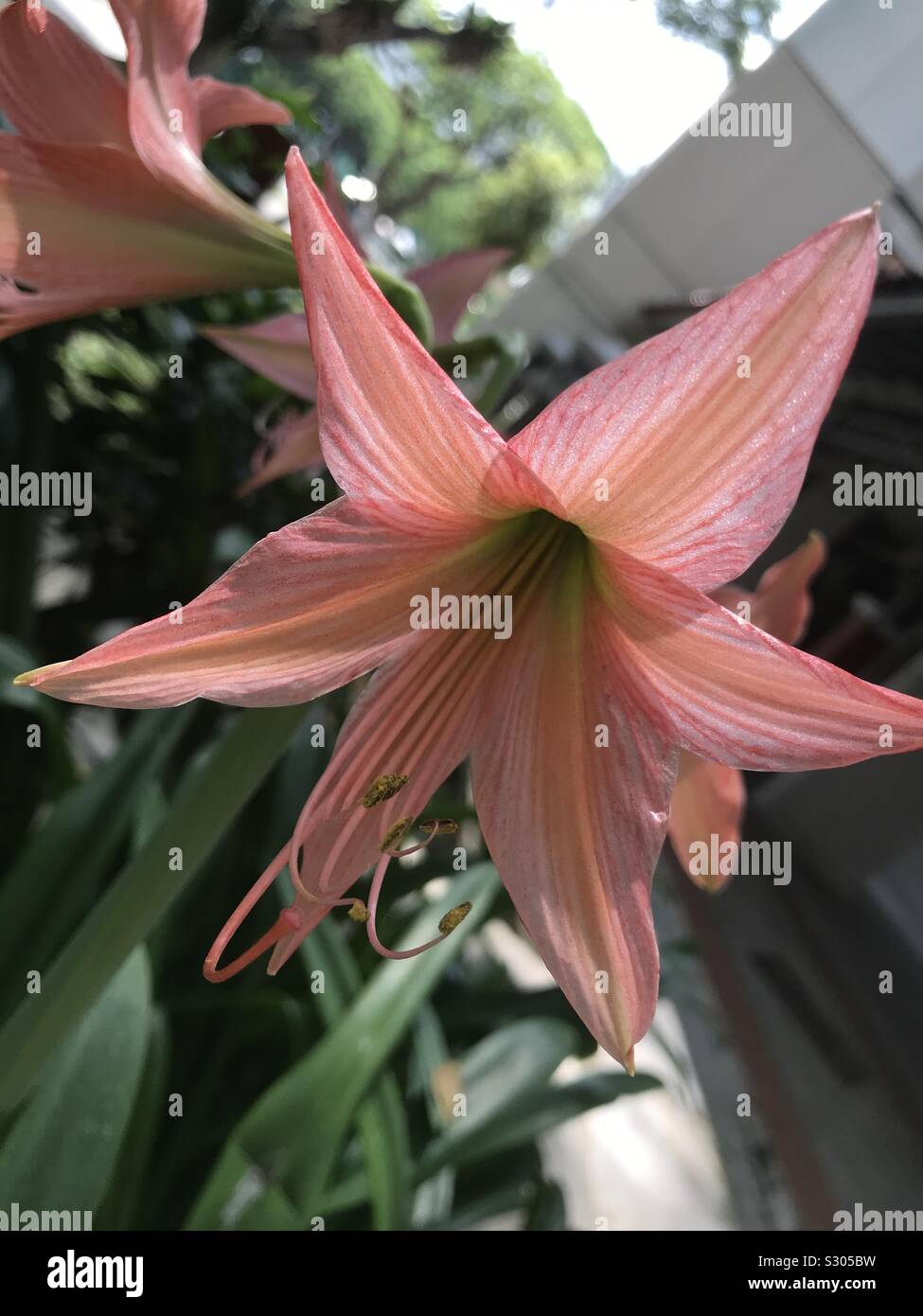 Close up shot of a peach coloured Easter Lily-Hippeastrum hybrid aka striped leaved Amaryllis Stock Photo
