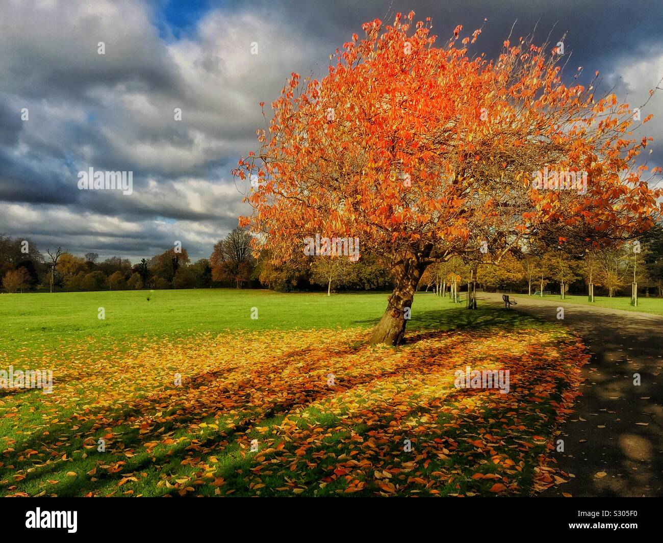 A colourful tree in Autumn at Peckham Rye park. - Smartphone Captured Stock Image