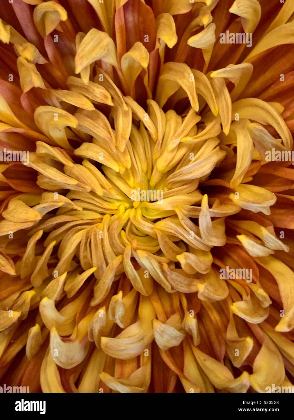 Closeup macro of a beautiful orange and yellow chrysanthemum blossom in full bloom - Smartphone Captured Stock Image