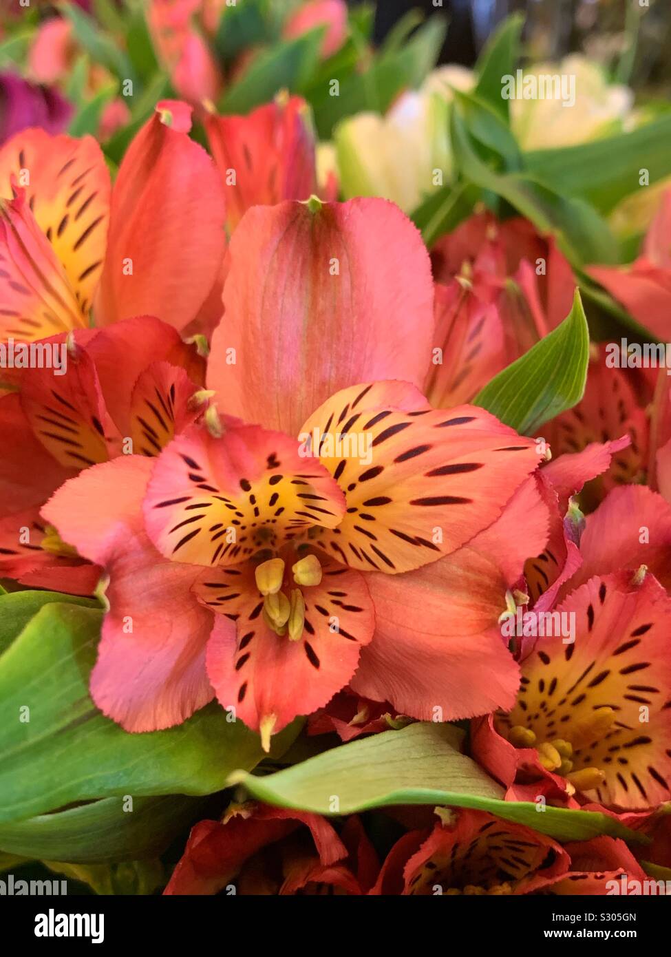 Fresh pink crocus blossoms - Smartphone Captured Stock Image