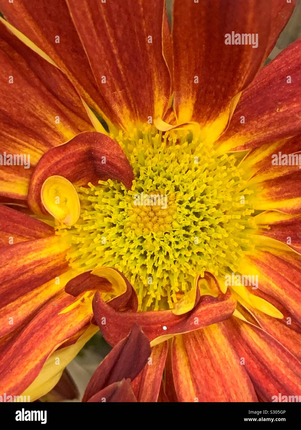 Macro of a beautiful yellow and orange daisy blossom - Smartphone Captured Stock Image