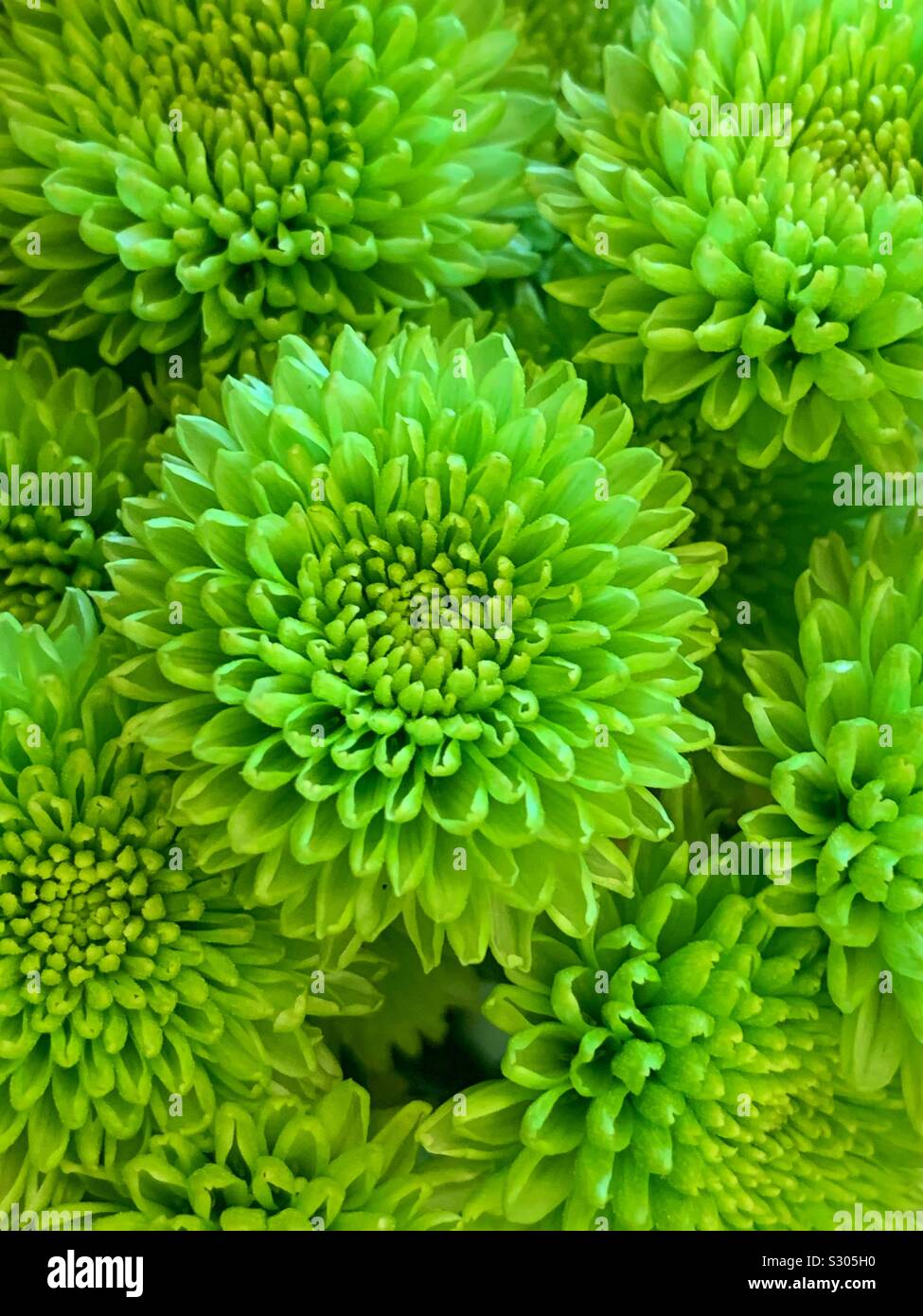 Beautiful bouquet of fresh green dahlia blossoms Stock Photo - Alamy