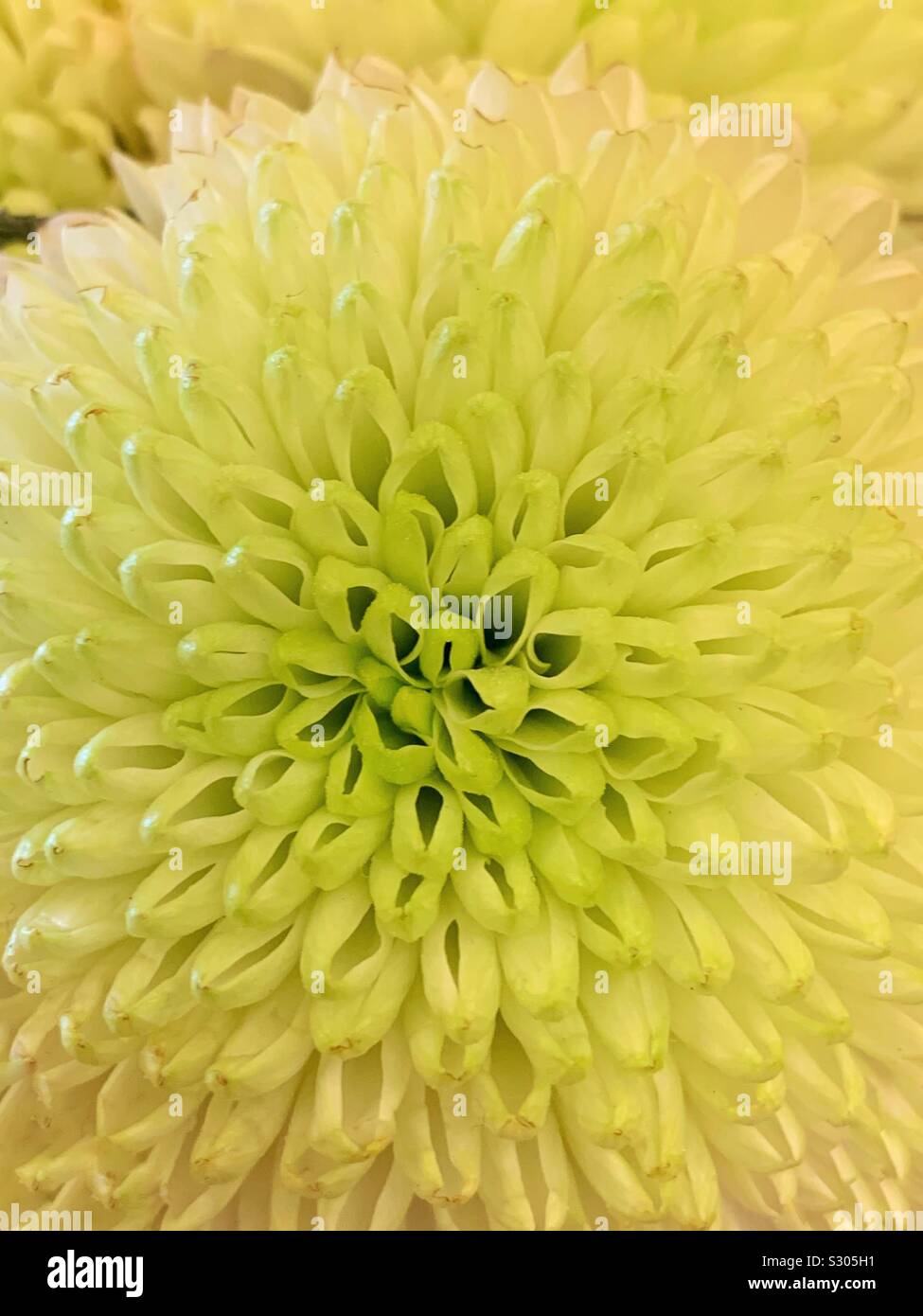 Beautiful white dahlia blossom in full bloom in full frame - Smartphone Captured Stock Image