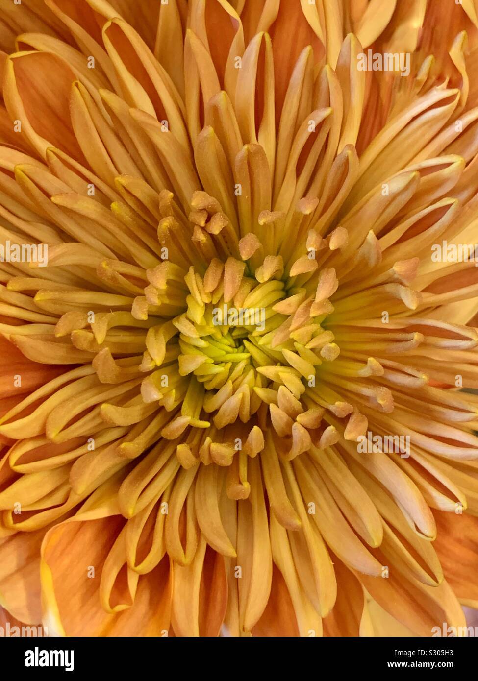 Beautiful fresh orange and yellow chrysanthemum blossom Stock Photo