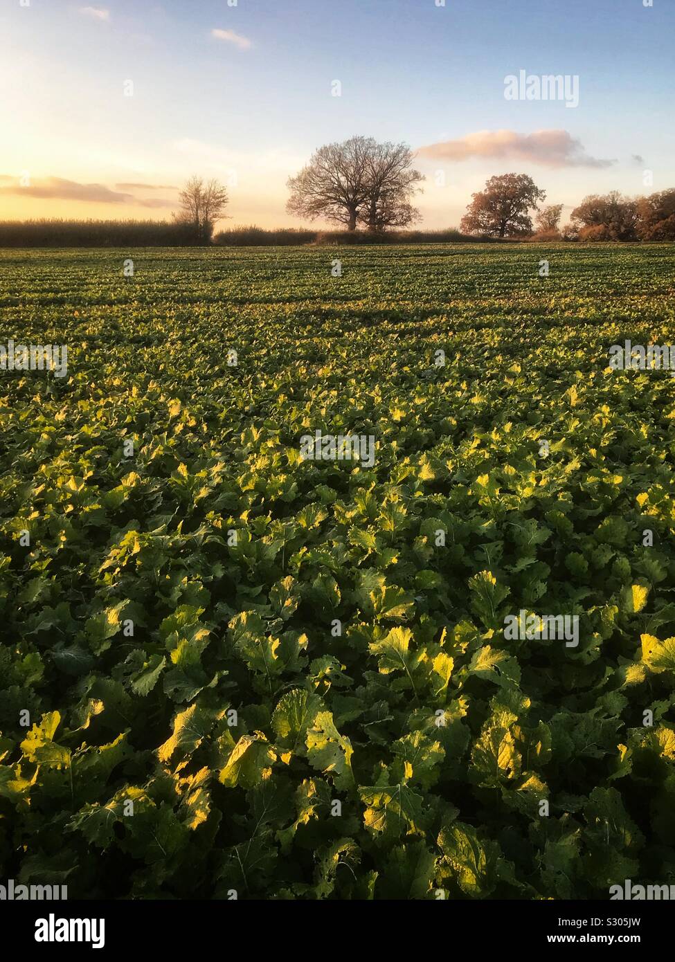 Turnips growing on a farm - Smartphone Captured Stock Image