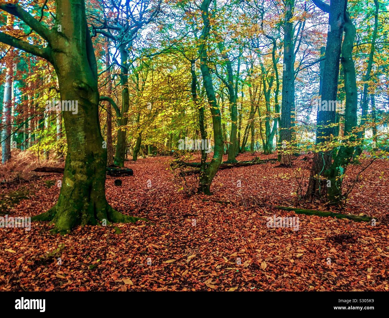 Beechwood in autumn Stock Photo