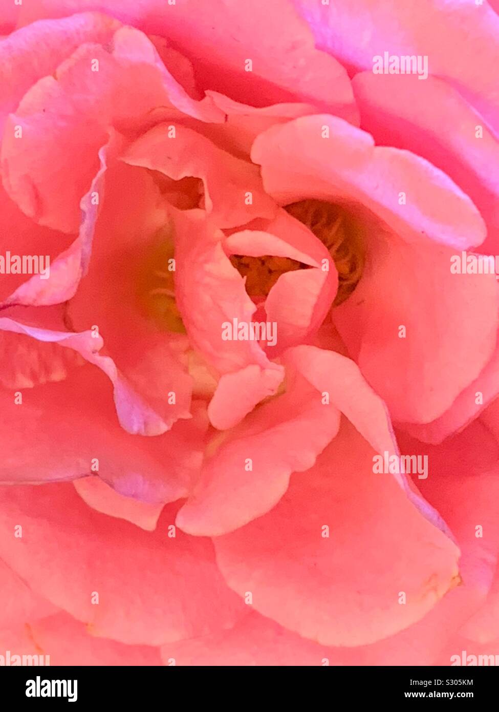 Macro closeup of a beautiful fresh pink carnation blossom - Smartphone Captured Stock Image