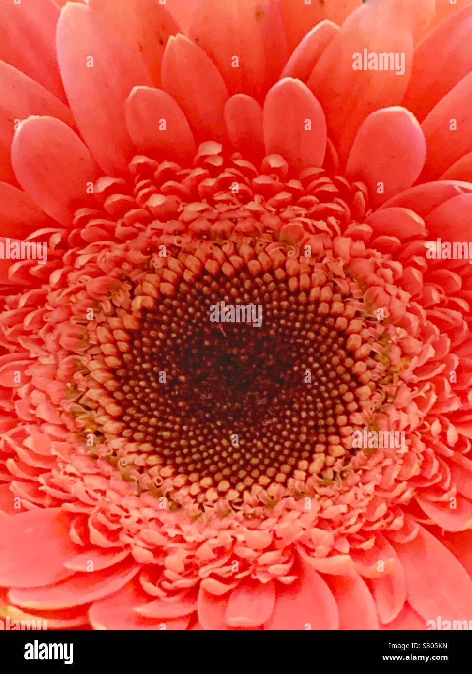 Beautiful bright pink daisy blossom macro closeup - Smartphone Captured Stock Image