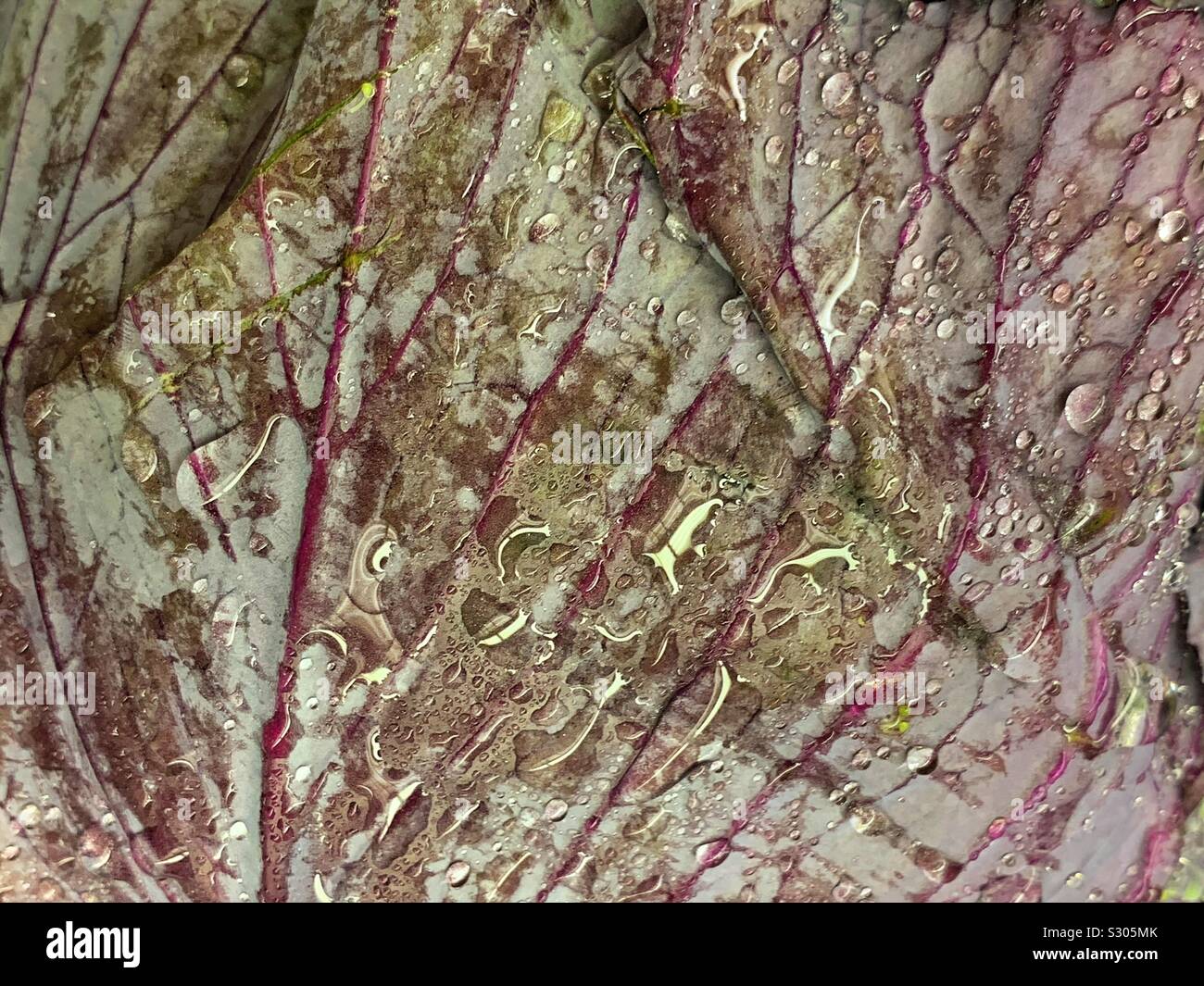 Wet fresh red cabbage leaf - Smartphone Captured Stock Image