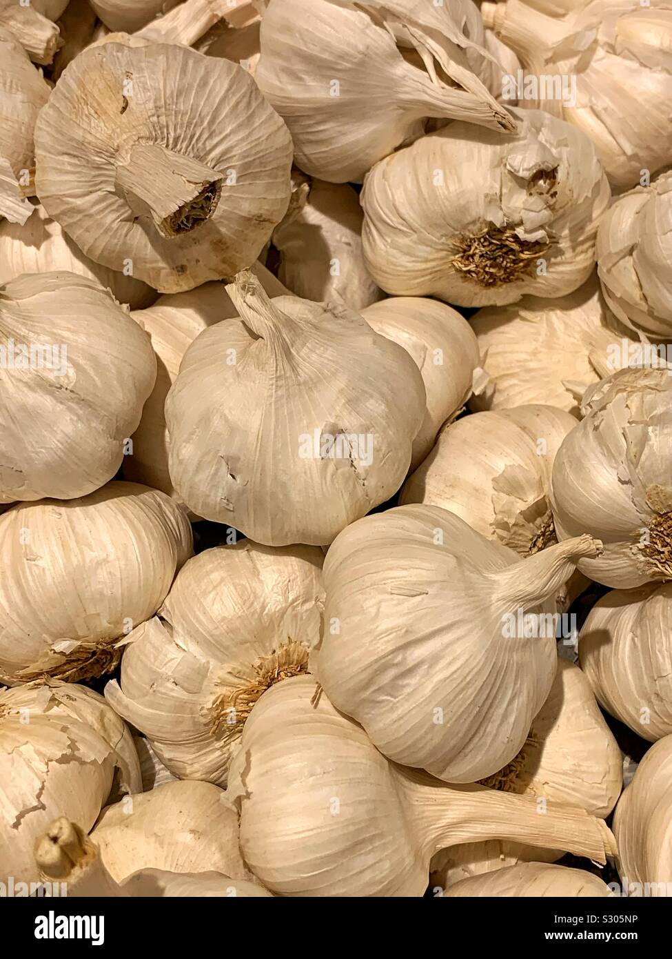 Many fresh aromatic flavorful garlic bulbs Stock Photo