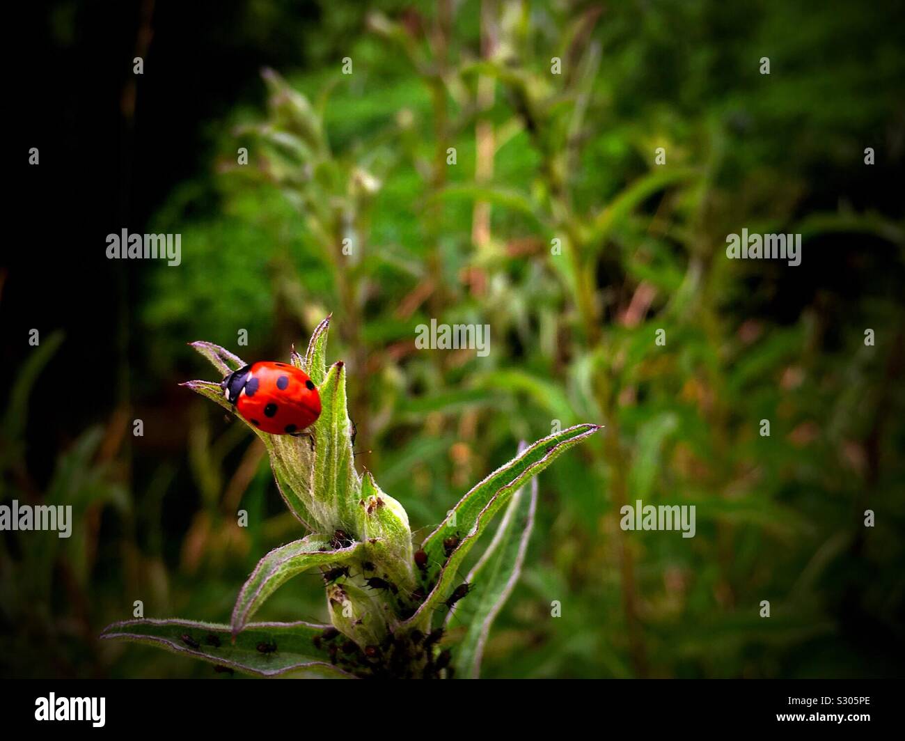 Ladybird on leaf - Smartphone Captured Stock Image