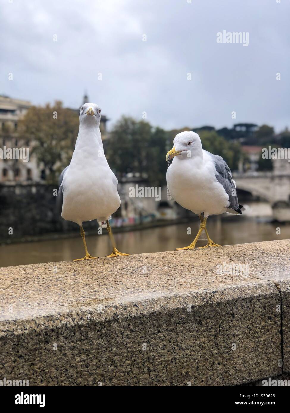 Seagulls perched on a stone wall in Rome. Stock Photo
