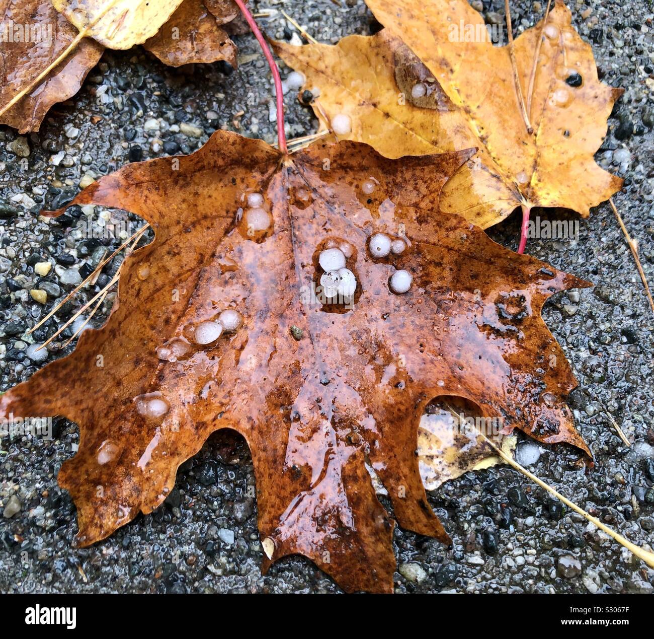 Hail on autumn leaves Stock Photo
