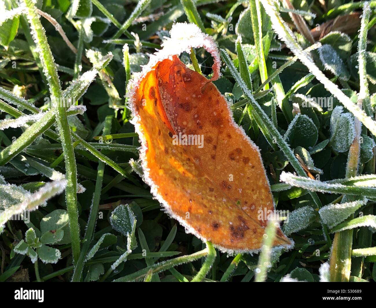 Frosty leaf Stock Photo