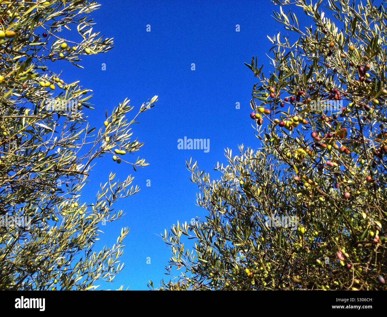 Trees for food hires stock photography and images Alamy