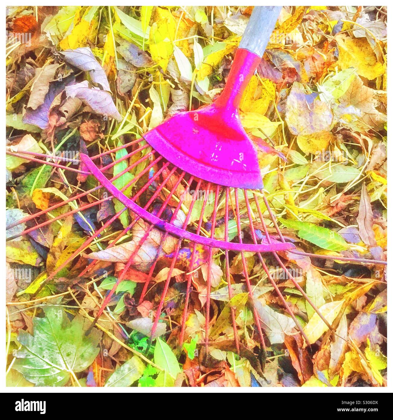 Autumn colour in the garden. - Smartphone Captured Stock Image