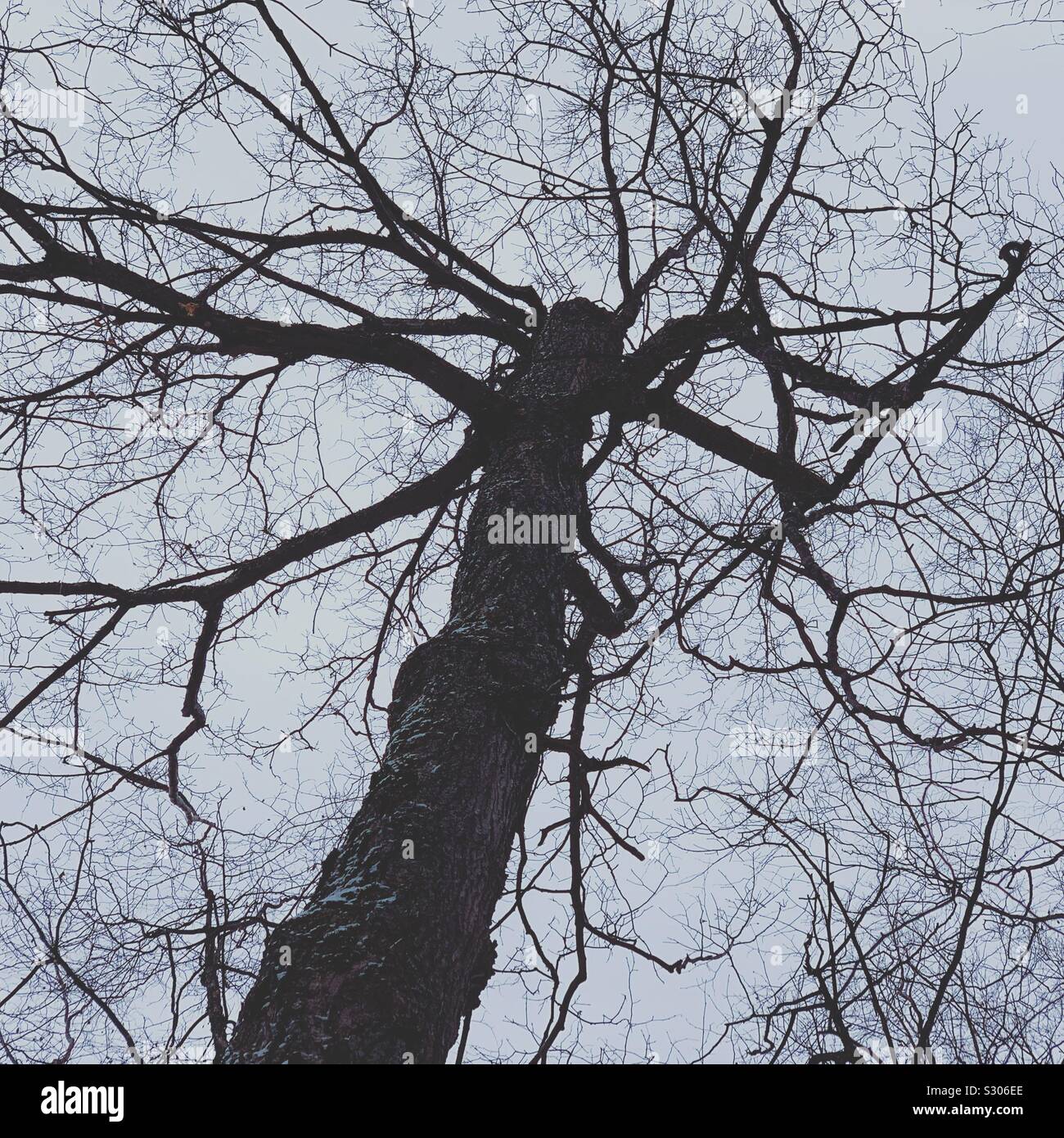 Looking up at a 250-year-old maple tree seen on a guided hike towards the chapel on the grounds of the Trapp Family Lodge, Stowe, Vermont, United States - Smartphone Captured Stock Image