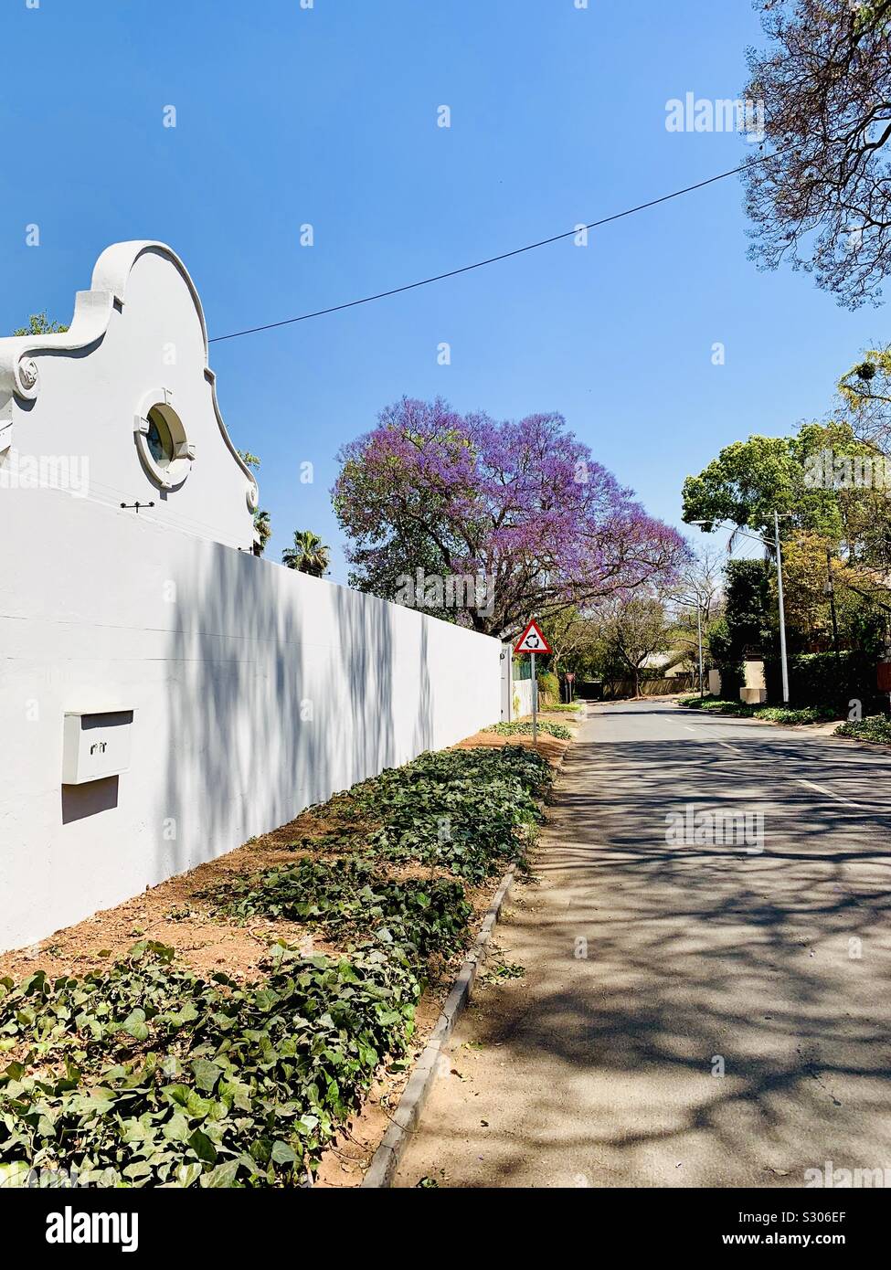 Jacaranda tree in Pretoria Stock Photo Alamy