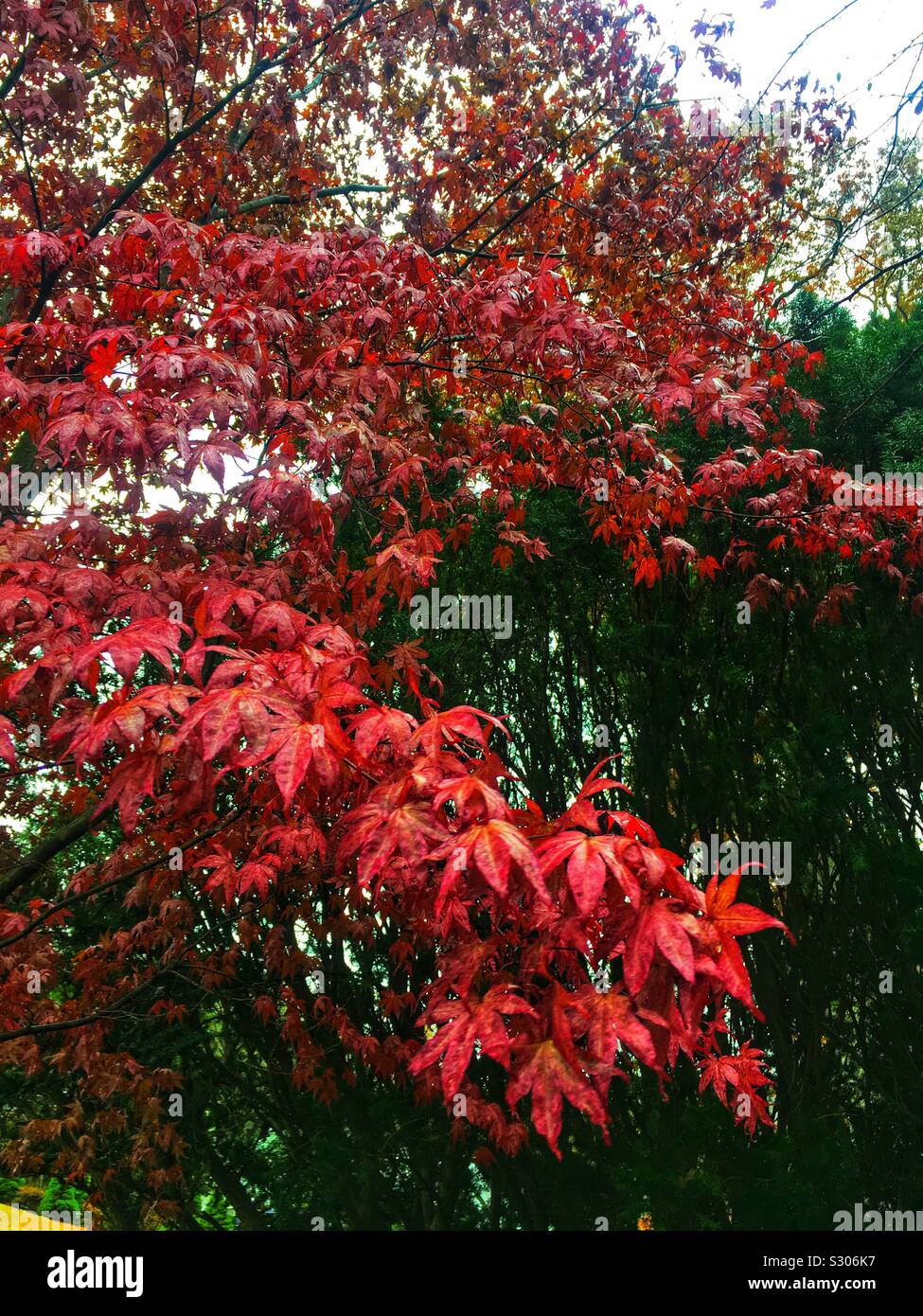 Japanese Maple Late Autumn in the Northeast Stock Photo