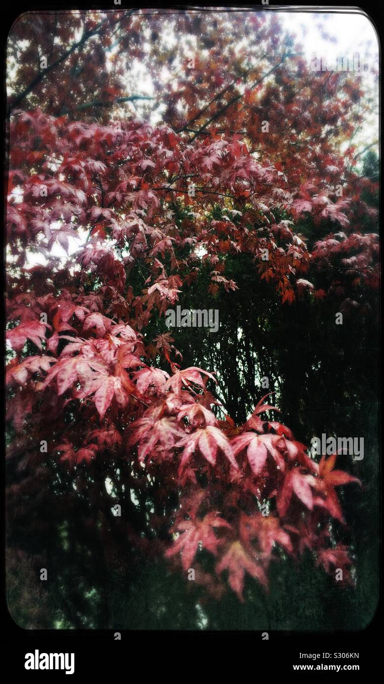 Japanese Maple Tree in Autumn Stock Photo