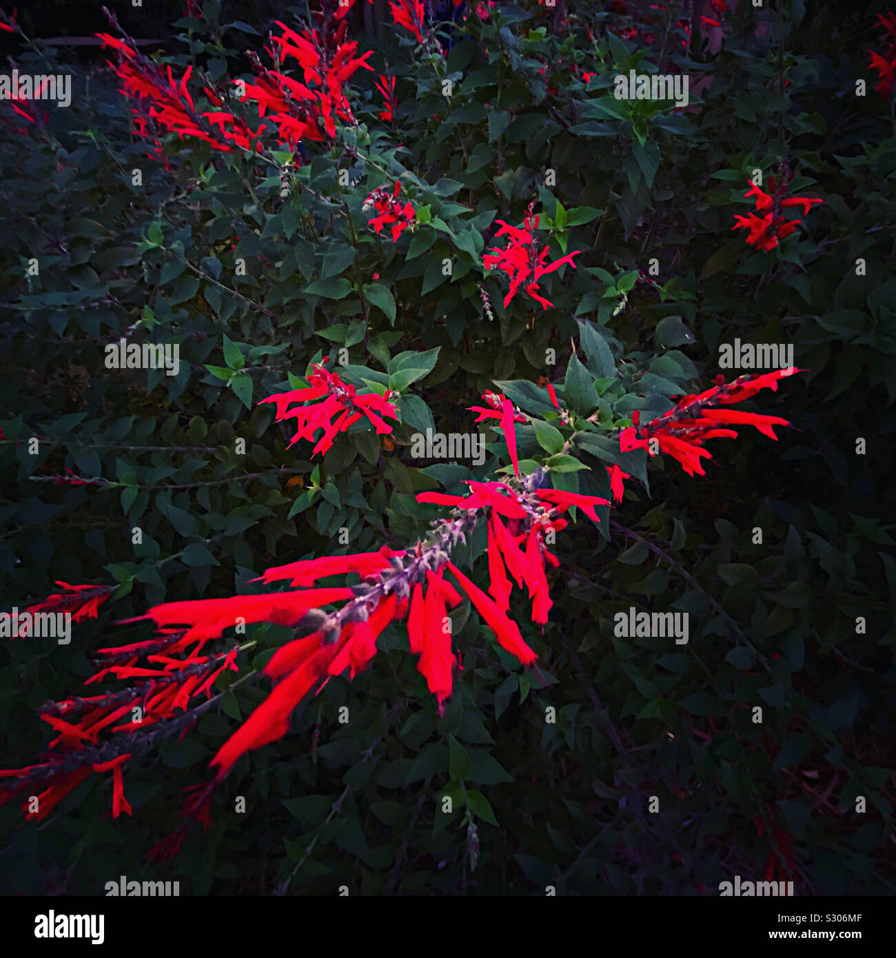 Fall bloom of pineapple sage Stock Photo Alamy