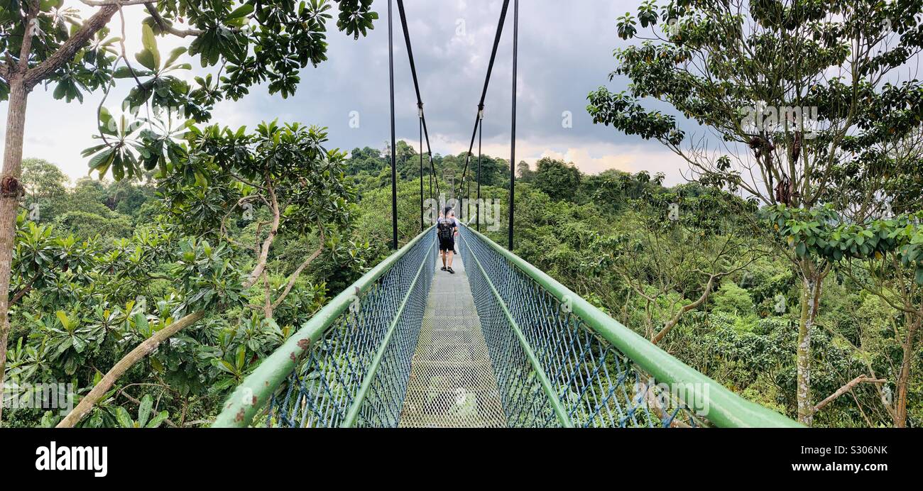 Macritchie treetop walk singapore hi-res stock photography and images -  Alamy