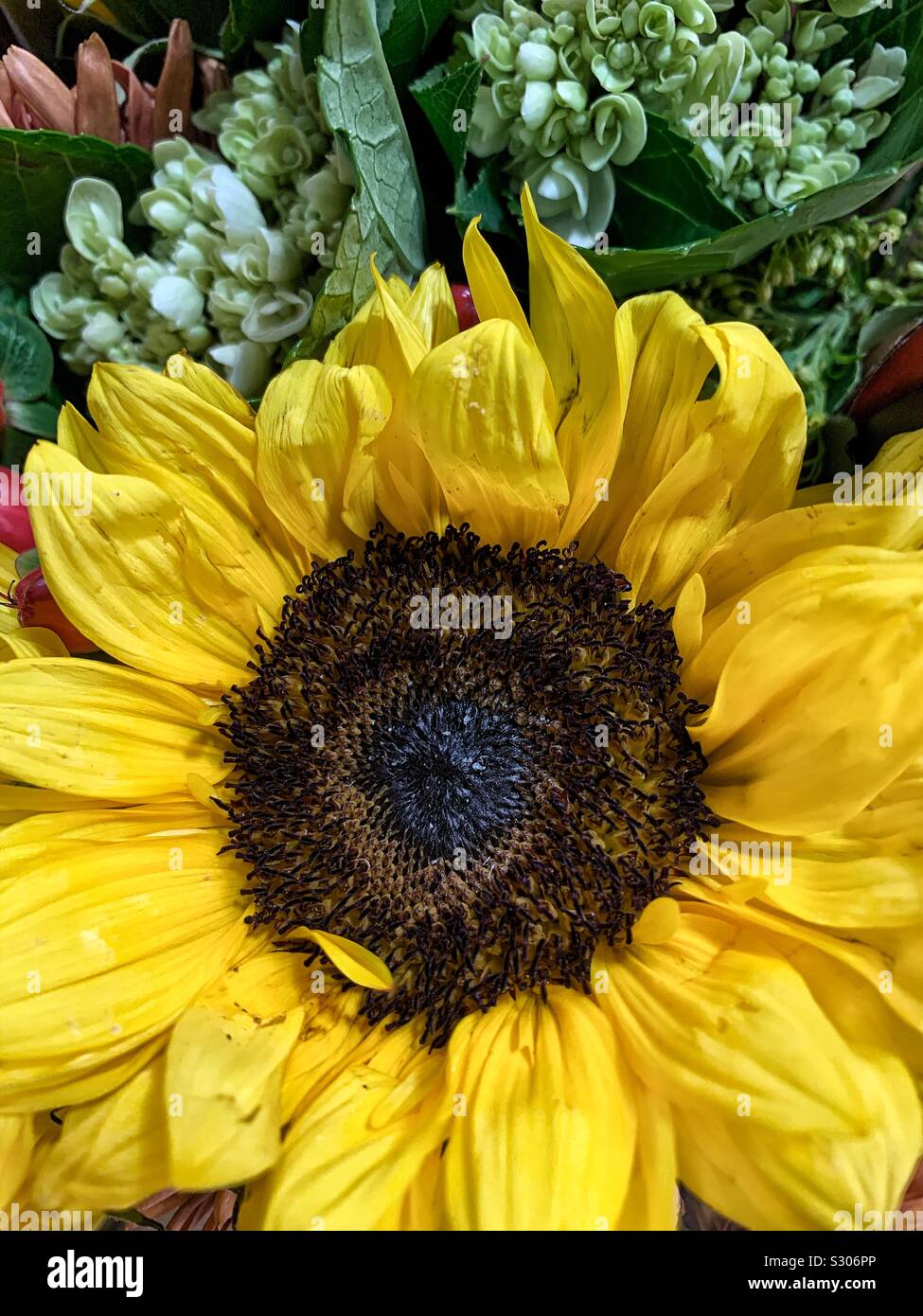 Beautiful huge sunflower blossom - Smartphone Captured Stock Image