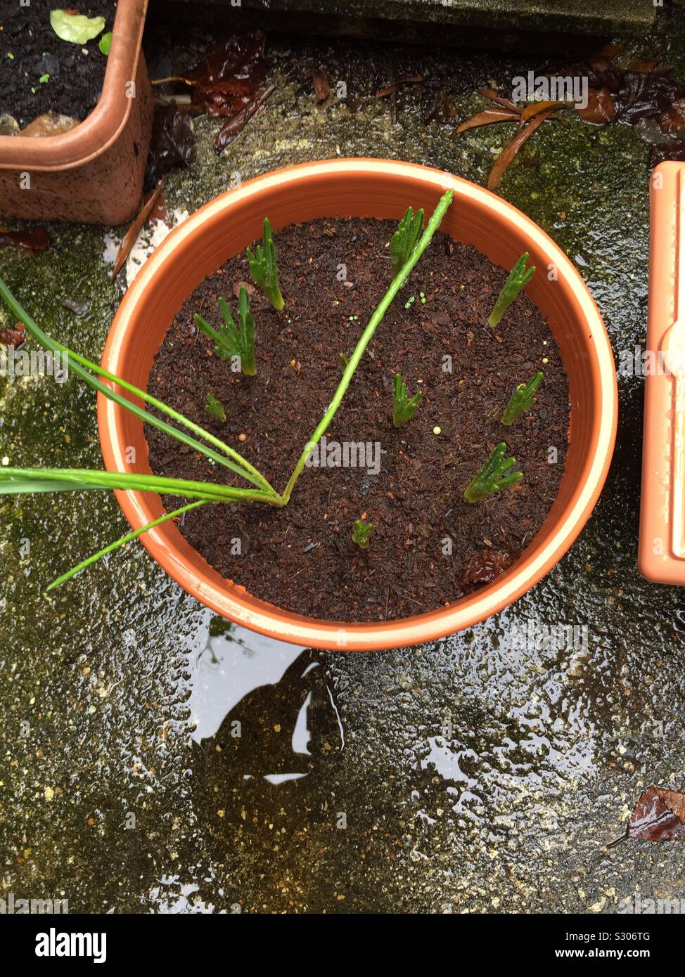 Tulip bulbs and muscari sprouts over wet background. Spring bulb flowers in English patio garden. Central London, UK - Smartphone Captured Stock Image