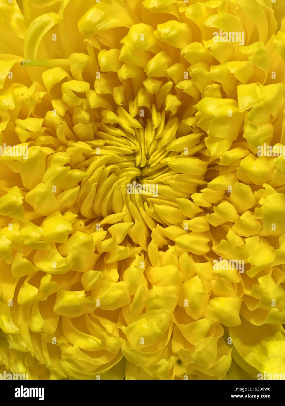 Single beautiful fresh yellow chrysanthemum blossom macro closeup - Smartphone Captured Stock Image