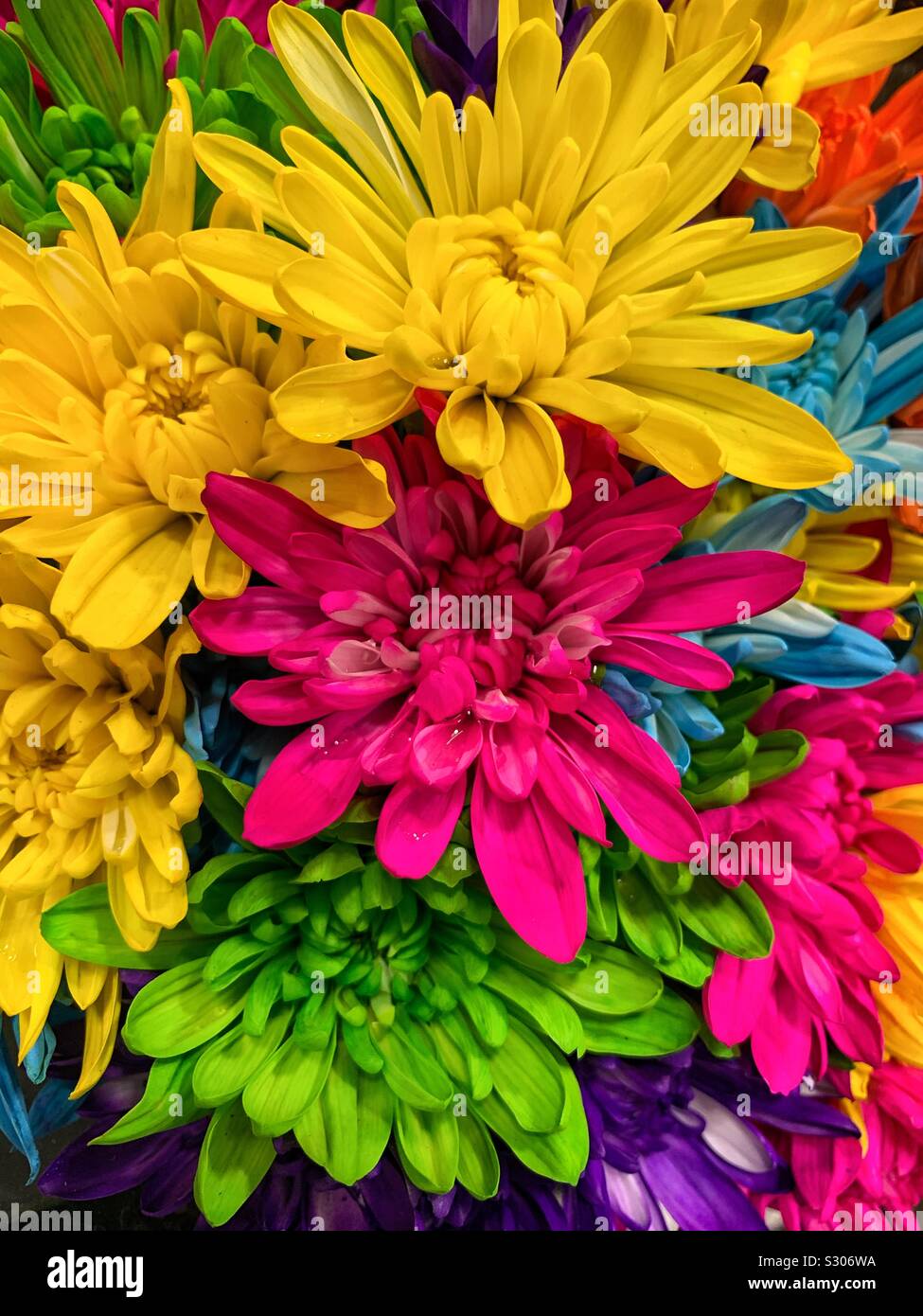 Colorful beautiful yellow, pink, and green chrysanthemum flower blossoms - Smartphone Captured Stock Image