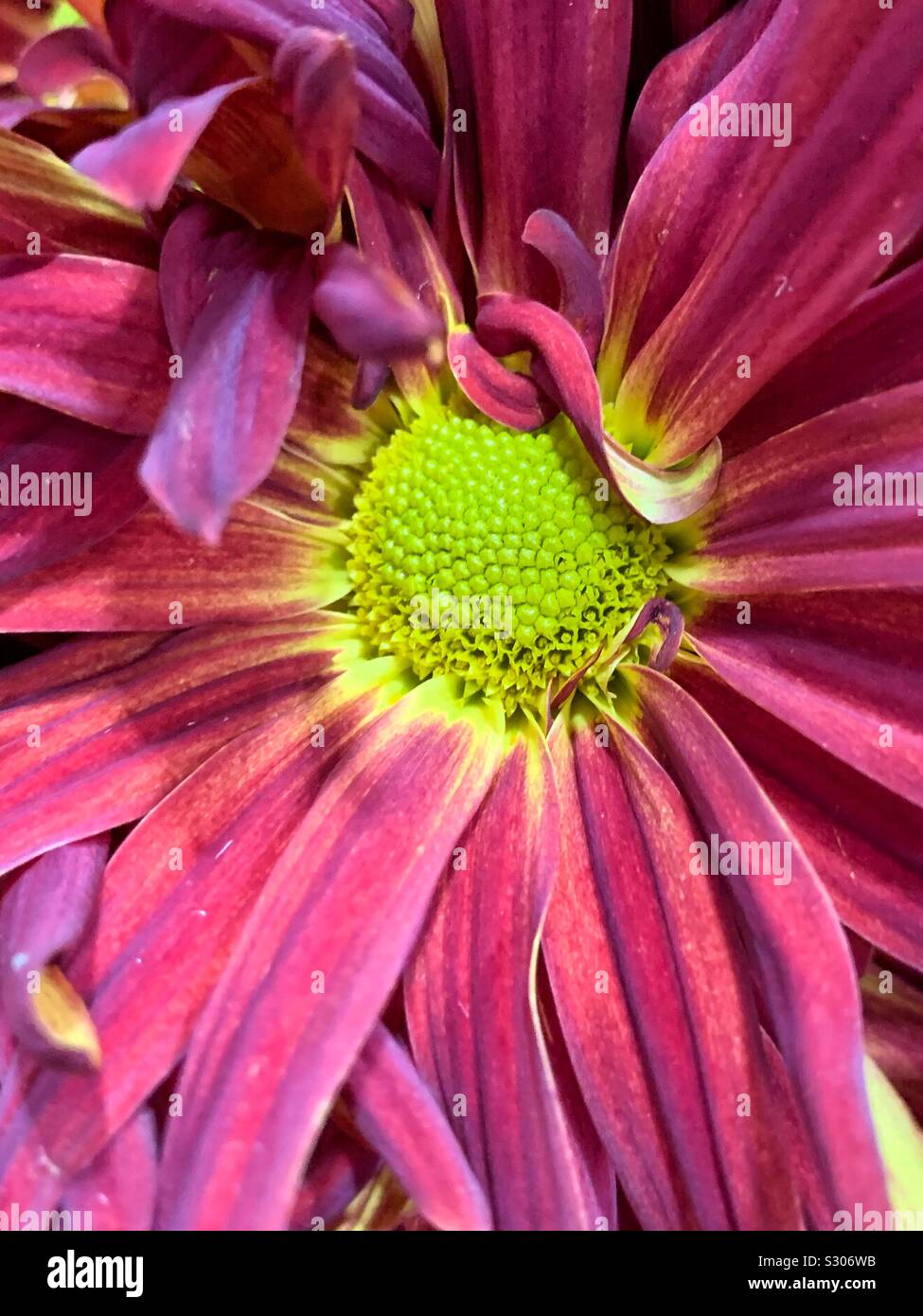Macro closeup of a fresh pink daisy blossom Stock Photo
