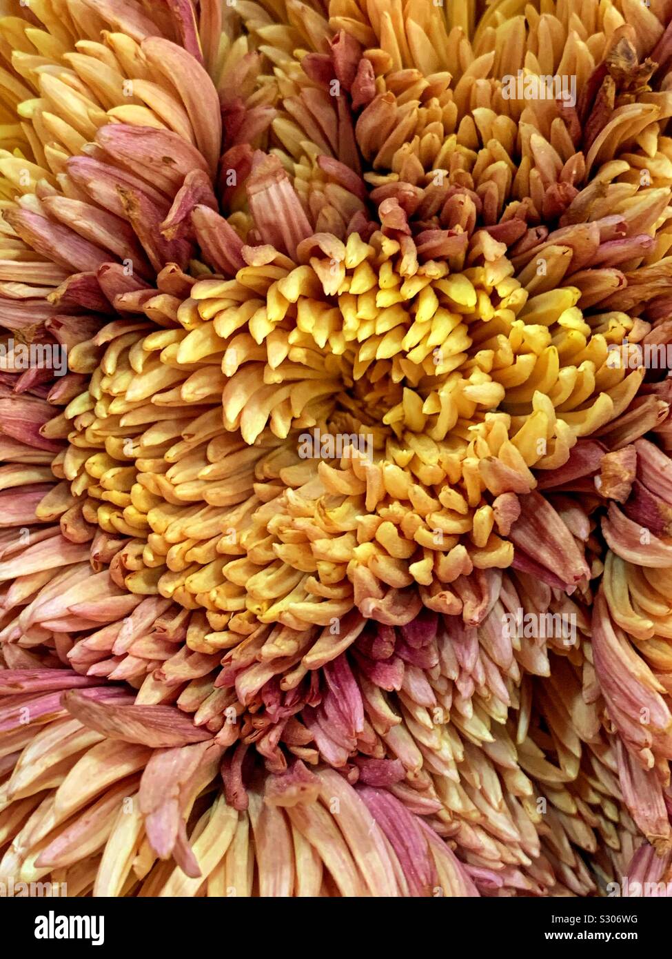 Beautiful yellow and pink chrysanthemum blossom - Smartphone Captured Stock Image