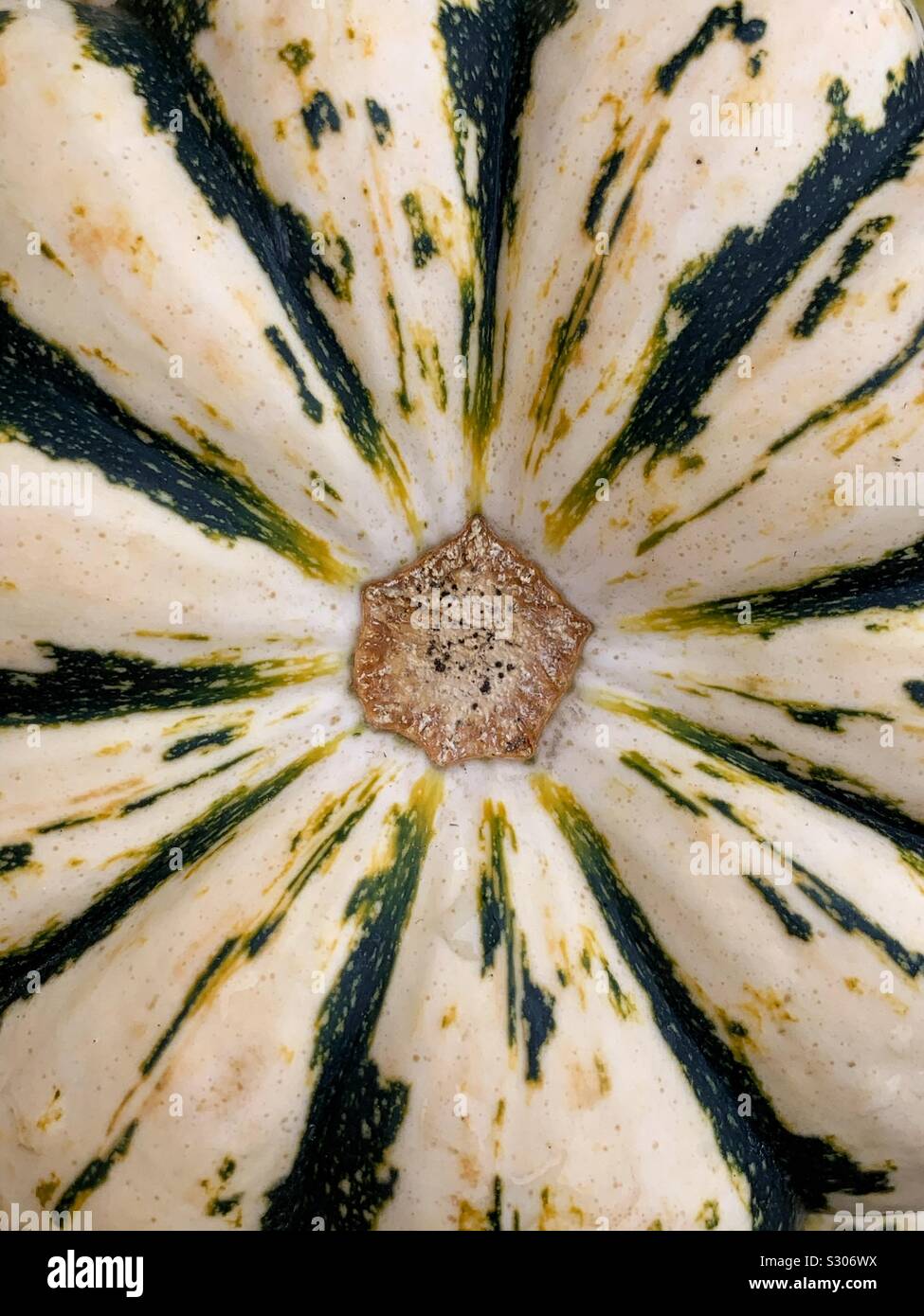 Closeup of a sweet dumpling winter squash Stock Photo