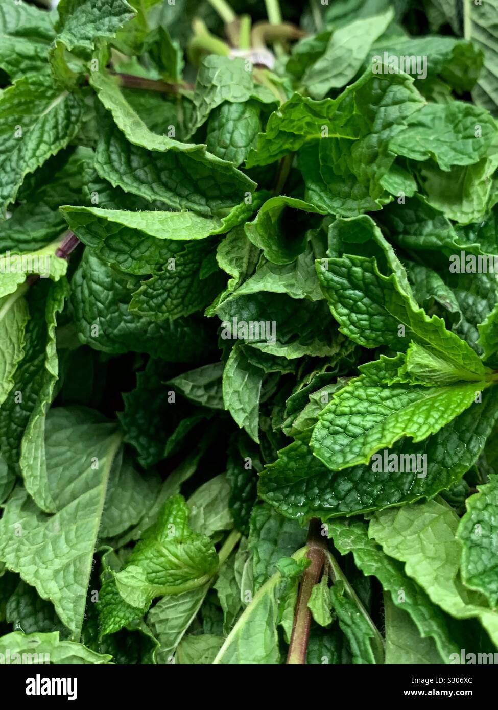 Many fresh green ripe mint leaves - Smartphone Captured Stock Image