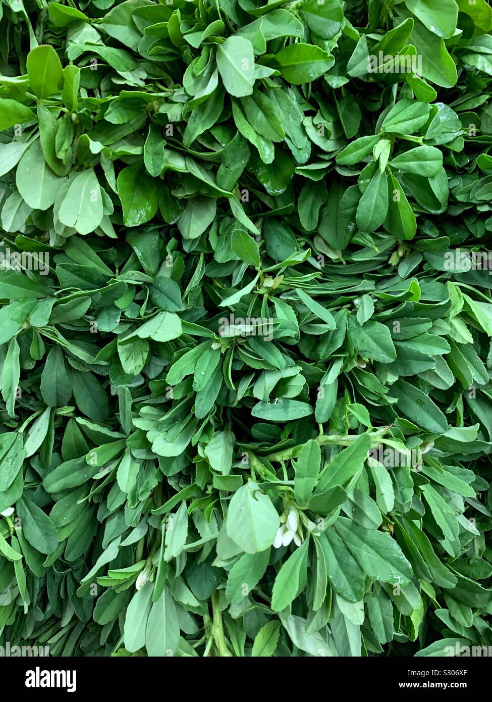 Many fresh ripe green fenugreek methi leaves, Trigonella foenum-graecum Stock Photo