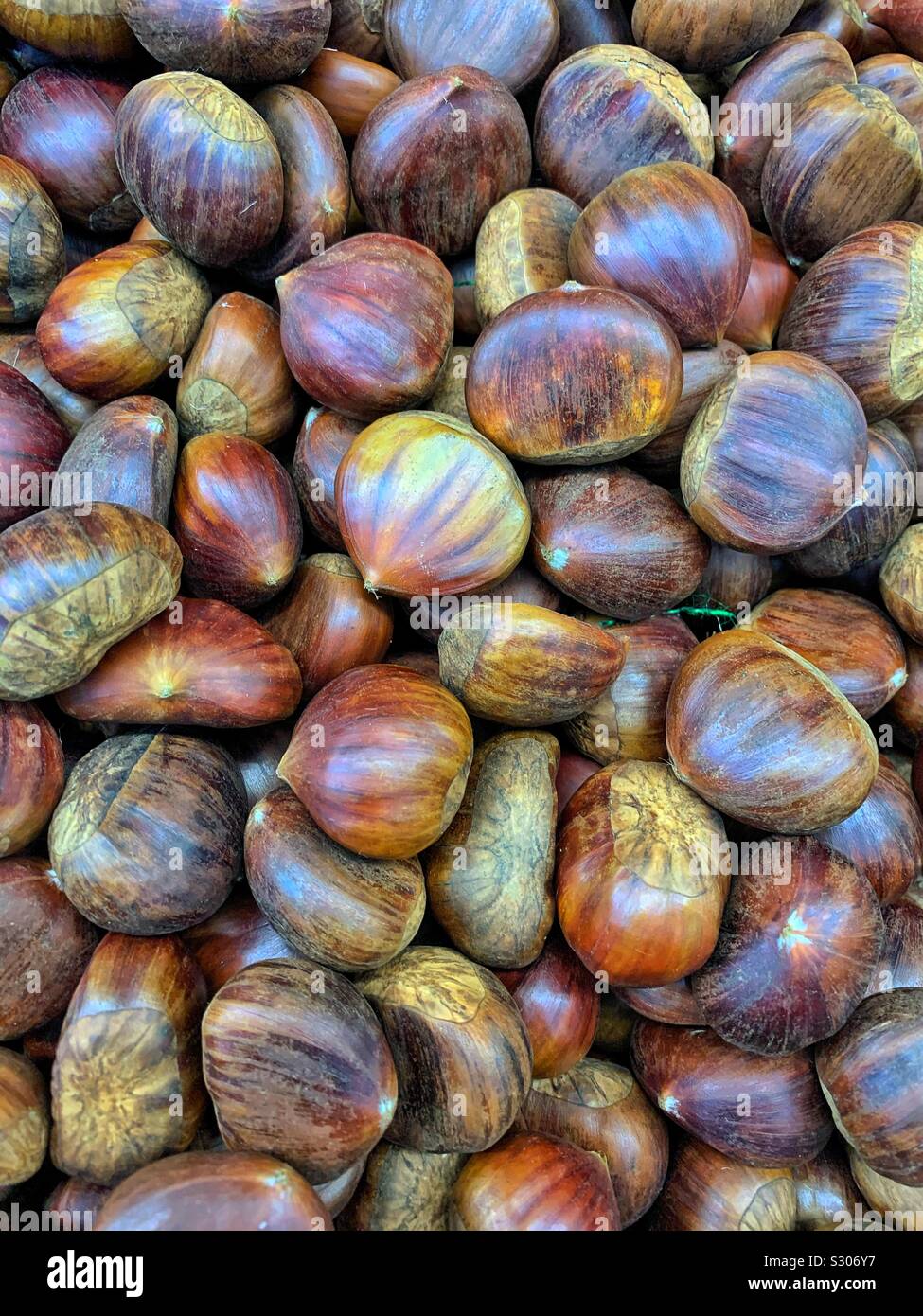 Delicious fresh ripe raw chestnuts, Castanea, Stock Photo