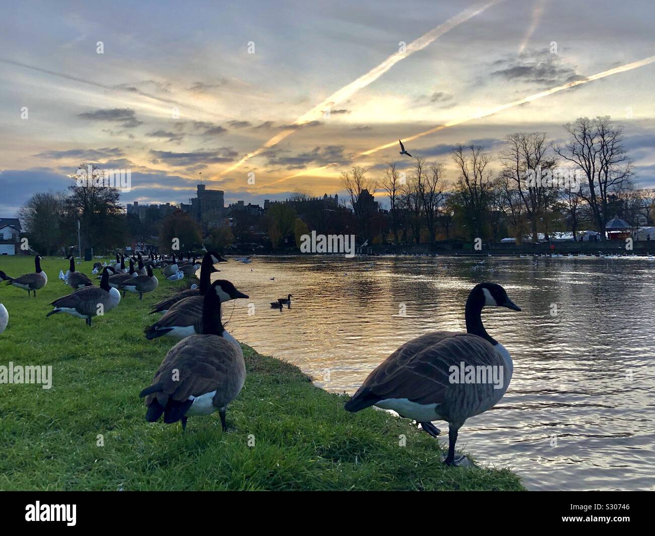 Canada geese wait by the Thames river in front of Windsor castle as seagulls take to the air and airplane contrails cross the sky in the early morning sunset. Stock Photo