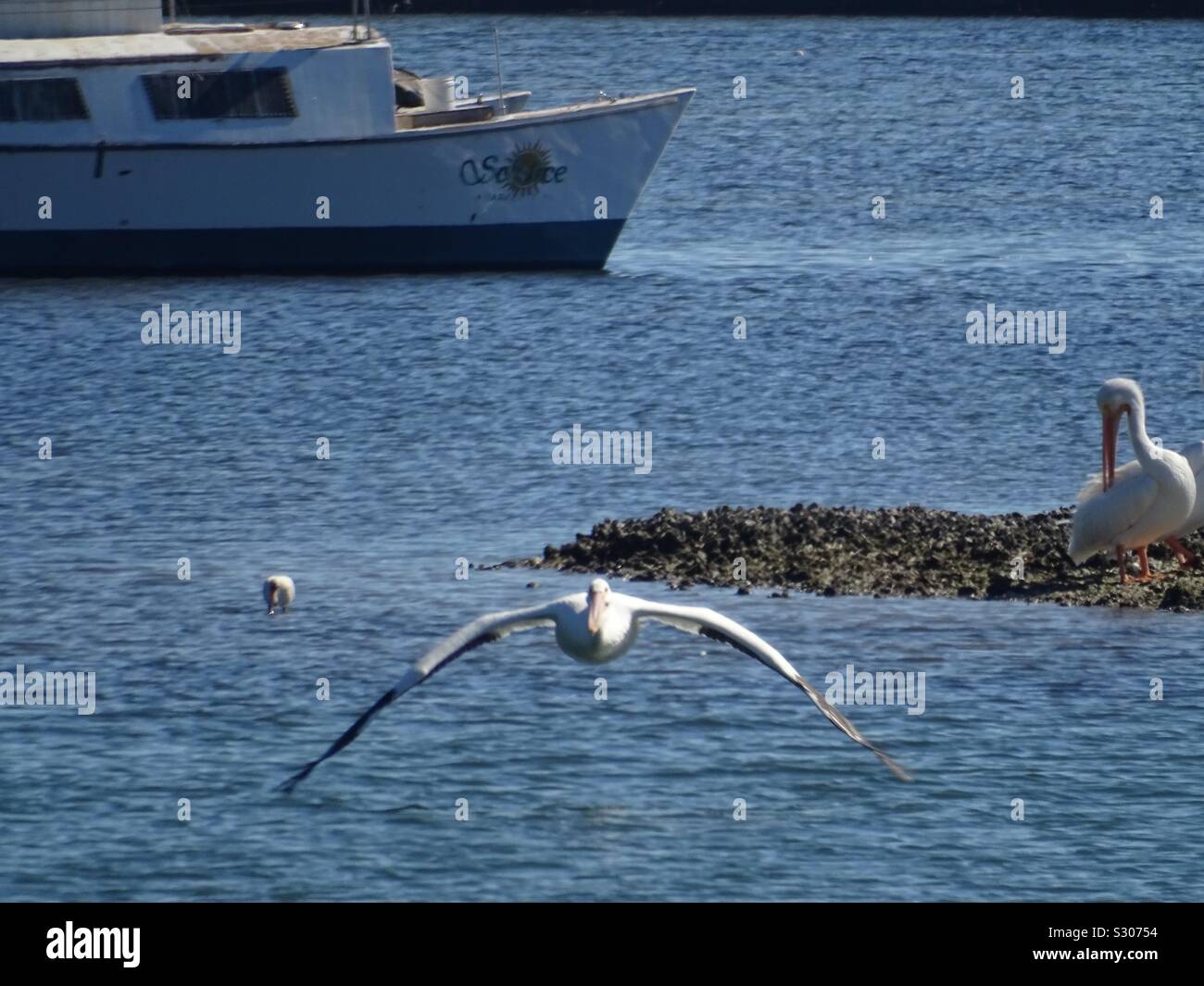 White Pelican in flight - Smartphone Captured Stock Image